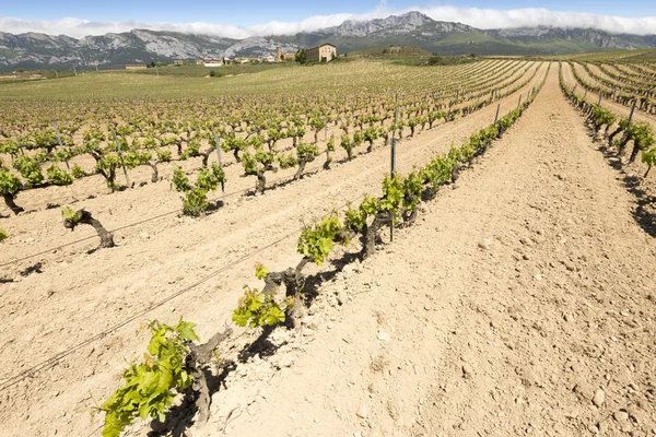 Vignoble avec Paganos comme arrière-plan, Rioja Alavesa (Espagne ) — Photo