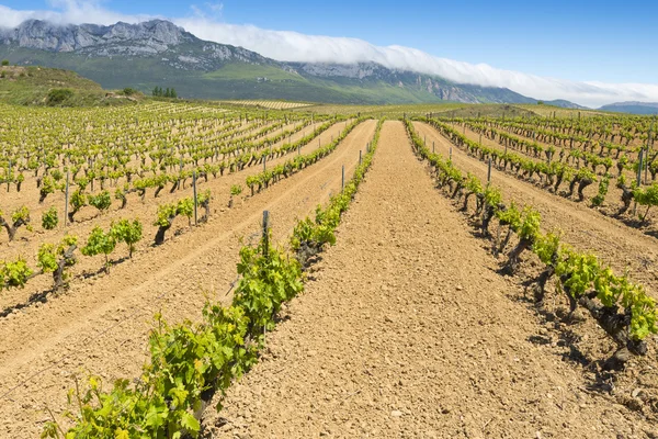 Vineyard at Rioja Alavesa, Basque Country (Spain) — Stock Photo, Image