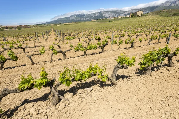 Wijngaard met Paganos als achtergrond, Rioja Alavesa (Spanje) — Stockfoto