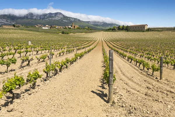 Vinice s Paganos jako pozadí, Rioja Alavesa (Španělsko) — Stock fotografie