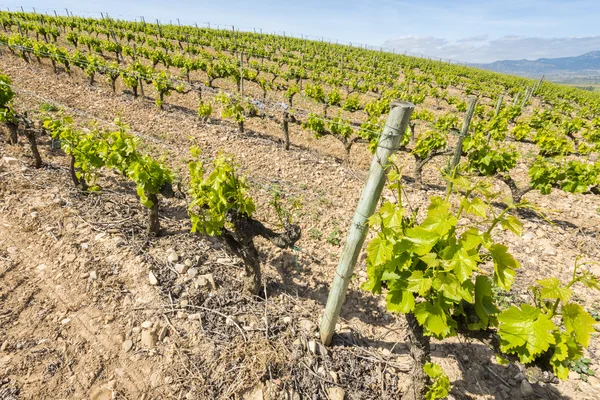 Vinhedo em La Rioja (Espanha ) — Fotografia de Stock