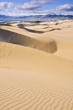 Oceano Dunes doğal koru, California (ABD)