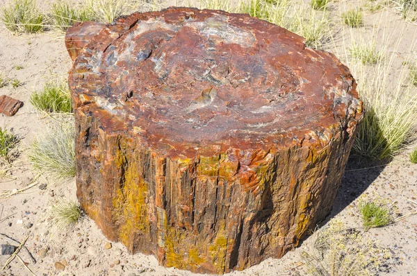 Tronco petrificado en el Parque Nacional Bosque Petrificado, Arizona — Foto de Stock