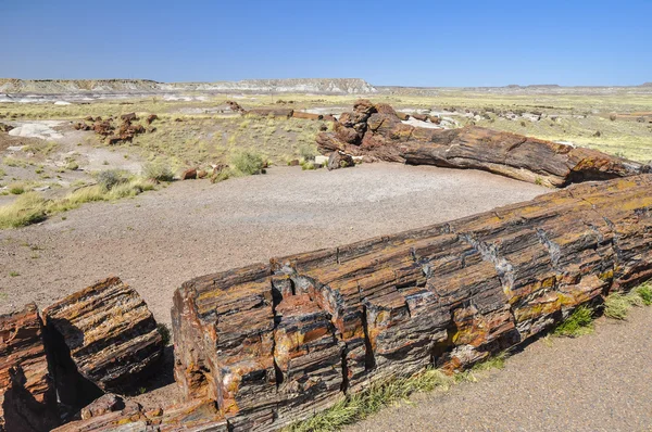 Troncos petrificados en el Parque Nacional Bosque Petrificado, Arizona —  Fotos de Stock