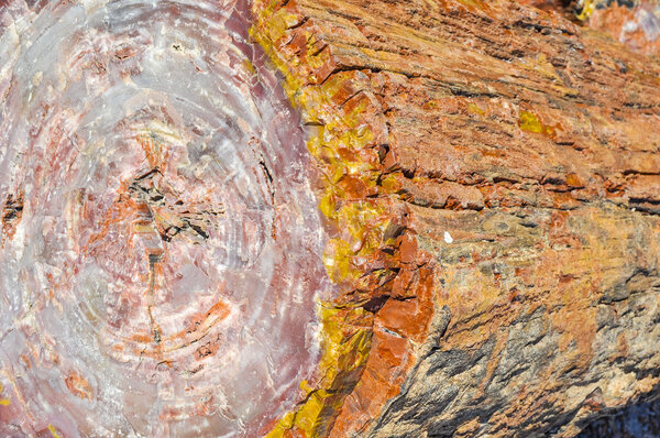 Petrified log at Petrified Forest National Park, Arizona