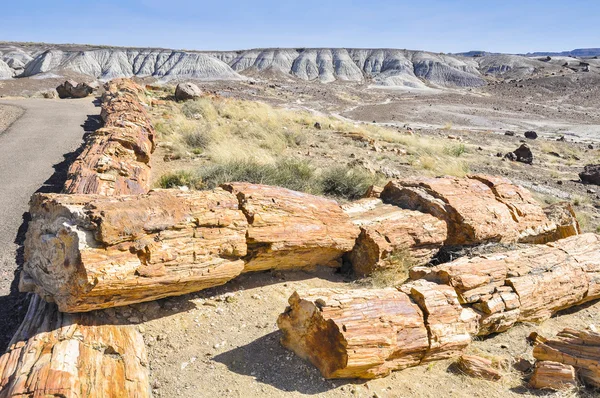 Zkamenělý protokoly Petrified Forest National Park, Arizona — Stock fotografie