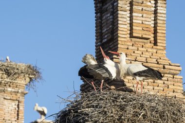 Storks in San Miguel Collegiate Church, Alfaro (Spain) clipart