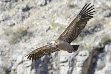Kızıl akbaba Duraton Kanyon doğal park Segovia, İspanya
