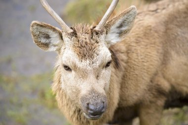 salburua Park, vitoria (İspanya geyik)