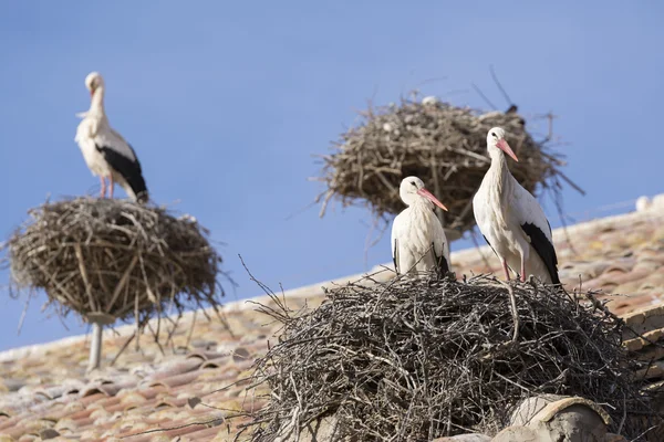 Čápi v San Miguel kolegiátní kostel, Alfaro (Španělsko) — Stock fotografie