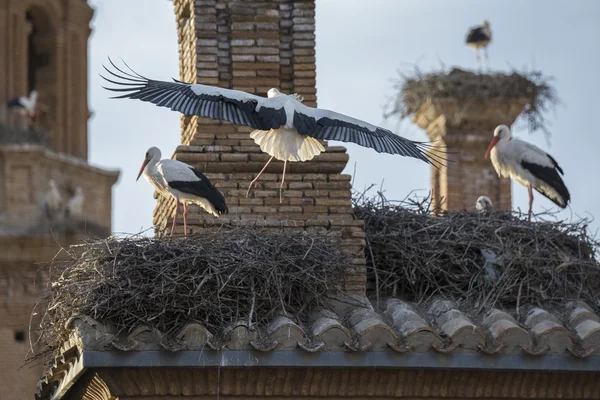 Storks in San Miguel Collegiate Church, Alfaro (Spain) — Stock Photo, Image