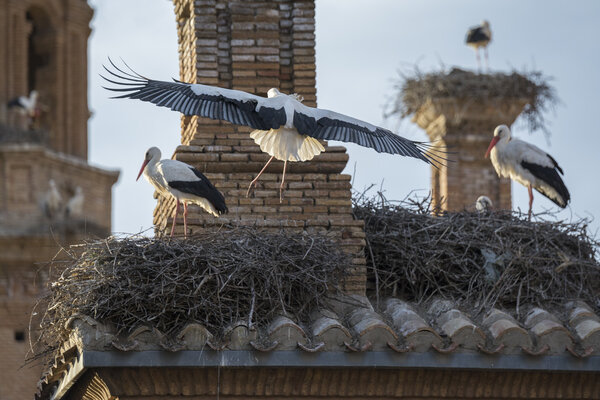 Storks in San Miguel Collegiate Church, Alfaro (Spain)