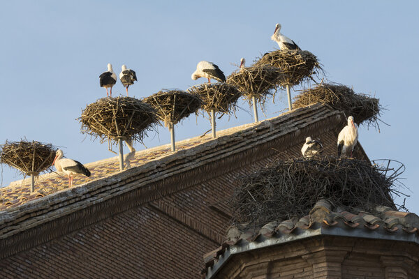 Storks in San Miguel Collegiate Church, Alfaro (Spain)