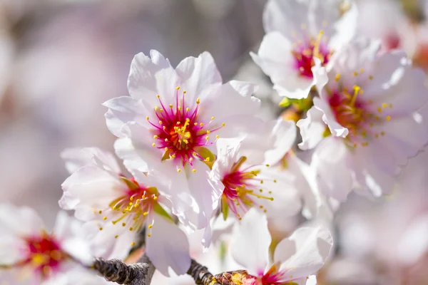 Flor de almendras en primavera — Foto de Stock