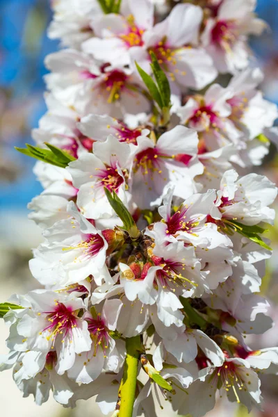 Primer plano de un almendro en flor en plena floración — Foto de Stock