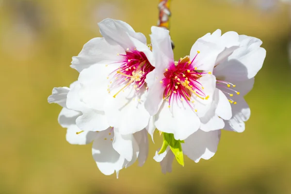 Flor de almendras en primavera — Foto de Stock