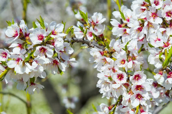 Primer plano de un almendro en flor en plena floración — Foto de Stock