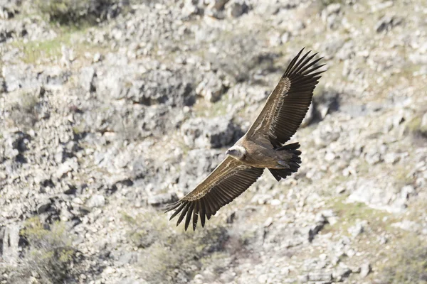 Vautour fauve dans le Parc Naturel du Canyon Duraton à Ségovie, Espagne — Photo