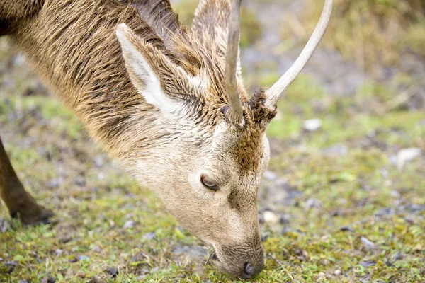 Young deer grazing, Salburua park, Vitoria (Spain) — Stock Photo, Image