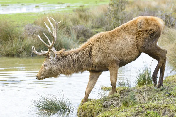 Rehe überqueren einen Fluss, Salburua-Park, Vitoria (Spanien)) — Stockfoto