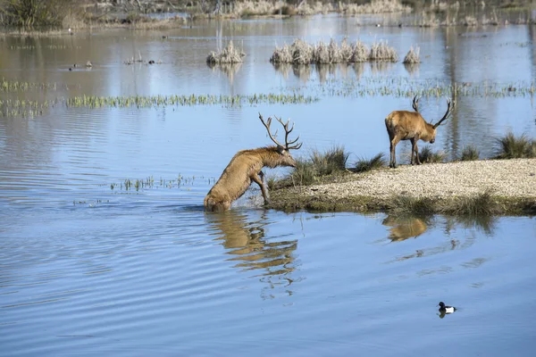 Ciervos en Parque Salburua, Vitoria (España) ) —  Fotos de Stock