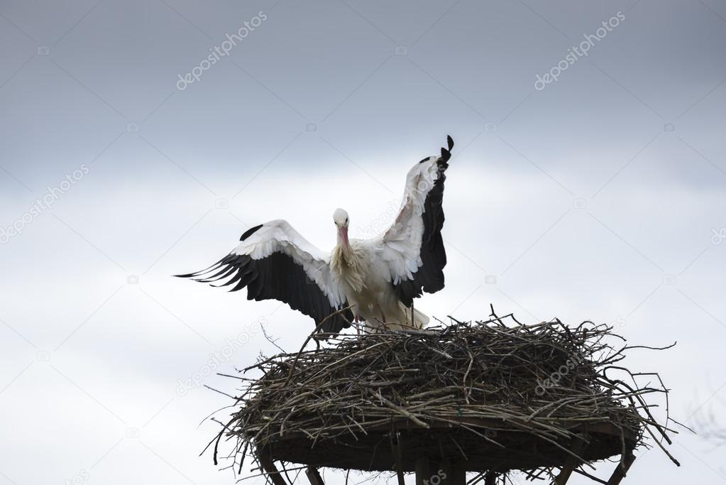 White stork on a nest, Salburua park, Vitoria (Spain)
