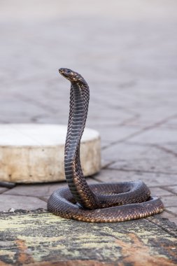Mısır kobrası Jemaa el Fnaa kare, Marakeş (Fas charmed)