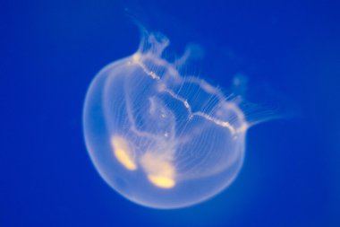 Ay denizanası (Aurelia aurita)