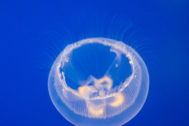 Ay denizanası (Aurelia aurita)