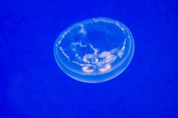 Měsíc medúzy (Aurelia aurita) — Stock fotografie