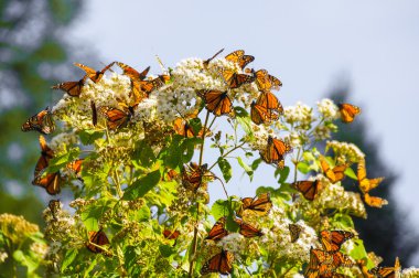 Monarch kelebek biyosfer rezervi, michoacan (Meksika)