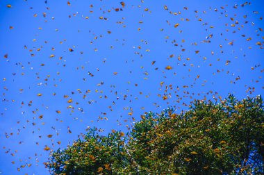 Monarch kelebek biyosfer rezervi, michoacan (Meksika)