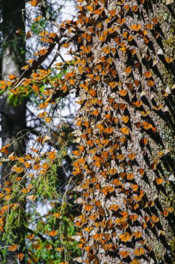 Monarch kelebek biyosfer rezervi, michoacan (Meksika)