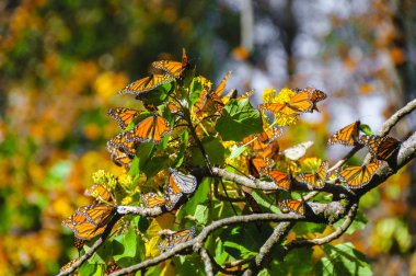 Monarch kelebek biyosfer rezervi, michoacan (Meksika)