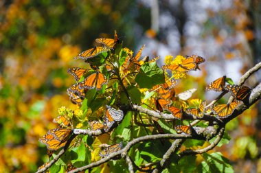 Monarch Butterfly Biosphere Reserve, Michoacan (Mexico) clipart