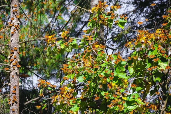 Πεταλούδα μονάρχης της βιόσφαιρας, michoacan (Μεξικό) — Φωτογραφία Αρχείου