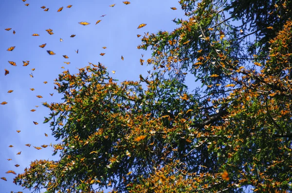 Riserva della biosfera della farfalla del monarca, Michoacan (Messico ) — Foto Stock