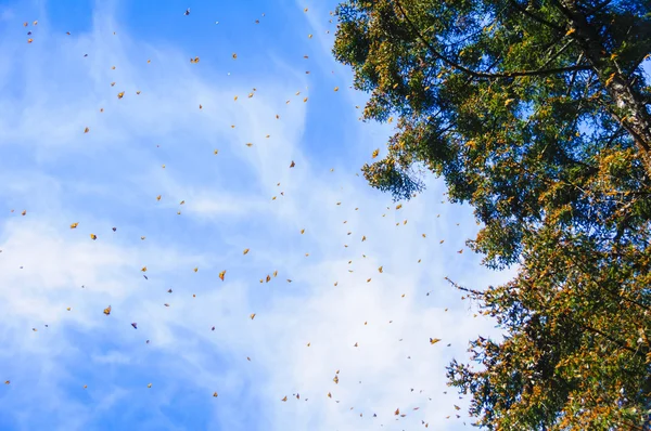 Monarch kelebek biyosfer rezervi, michoacan (Meksika) — Stok fotoğraf