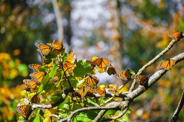 Monarch butterfly biosférická rezervace, michoacan, Mexiko () — Stock fotografie