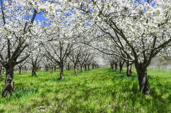 Flores de cerezo, Valle de Caderechas, España — Foto de Stock