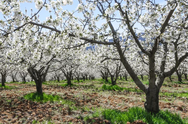 Kiraz çiçekleri, Caderechas Vadisi, İspanya — Stok fotoğraf