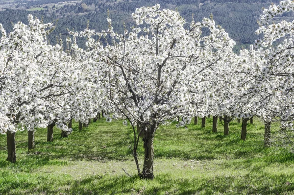 Körsbär blommar, Caderechas valley, Spanien — Stockfoto
