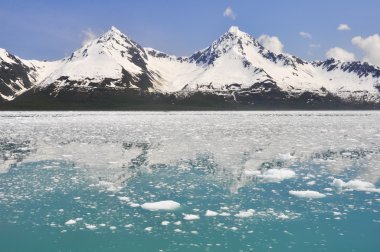 Aialik defne, Kenai Fjords Milli Parkı (Alaska)