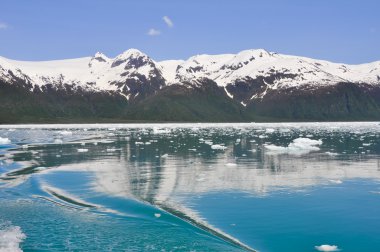 Aialik defne, Kenai Fjords Milli Parkı (Alaska)