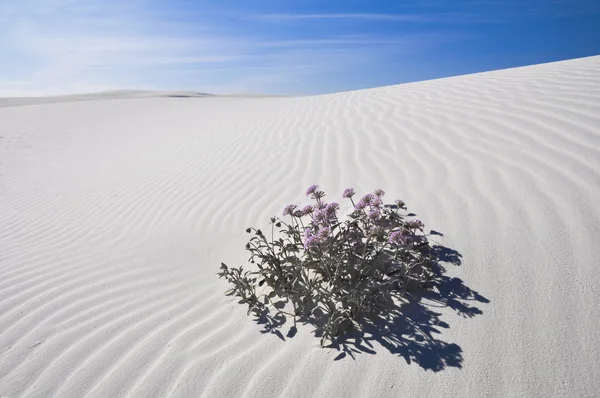 White Sands National Monument, Nuovo Messico, Stati Uniti d'America — Foto Stock