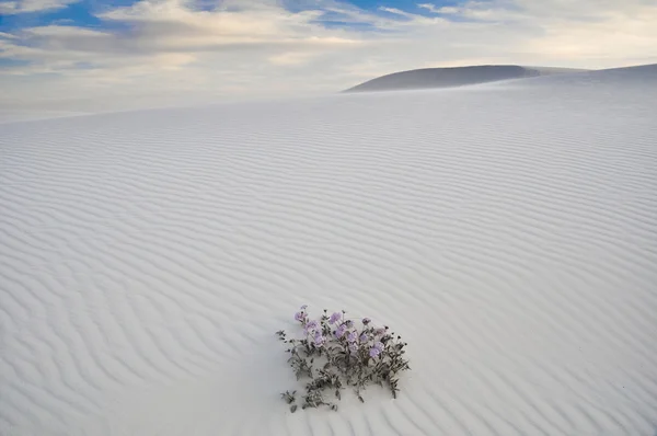 Weißer Sand Nationaldenkmal, New Mexico, Vereinigte Staaten — Stockfoto