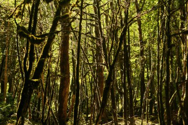 Rusya 'nın Kafkasya kentindeki kutup güvesinin istilası sonucu Boxwood ormanındaki ölü yosunlu ağaçlar Buxus colchica