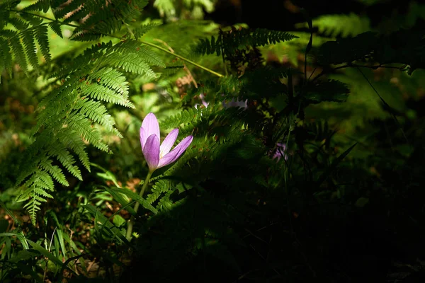 Фіолетова Квітка Крупи Освітлена Сонячним Промінням Тіні Під Щіткою — стокове фото
