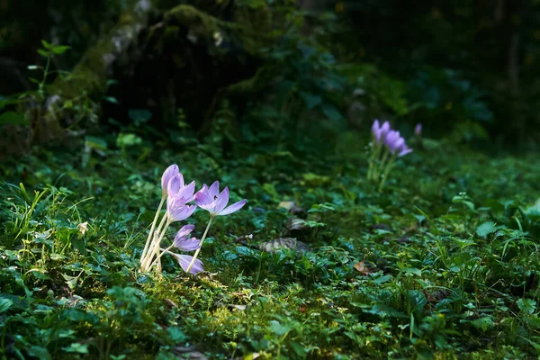 Paarse Krokusbloemen Verlicht Door Een Zonnestraal Een Schaduwrijk Struikgewas — Stockfoto