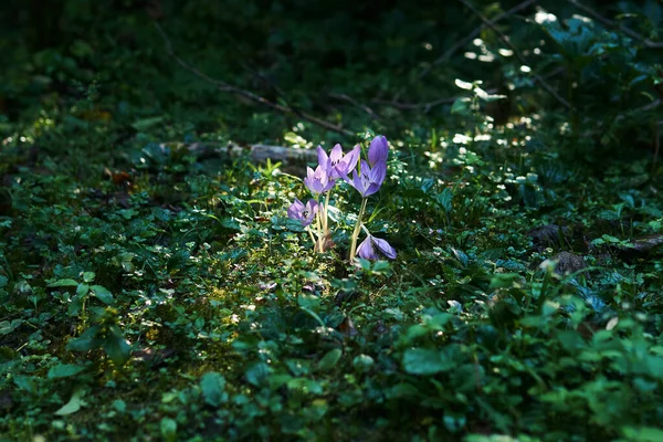 Μοβ Λουλούδια Του Φθινοπώρου Από Κρόκο Φωτισμένα Από Μια Ηλιαχτίδα — Φωτογραφία Αρχείου